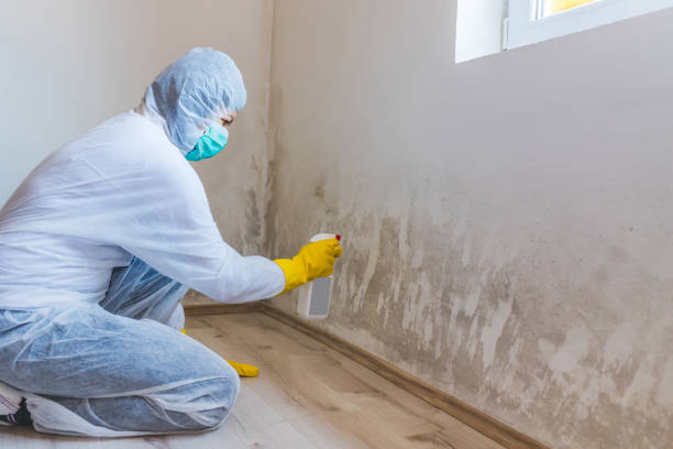 Licensed Black Mold Removal service in Lake Forest, IL - WQB Mold Removal