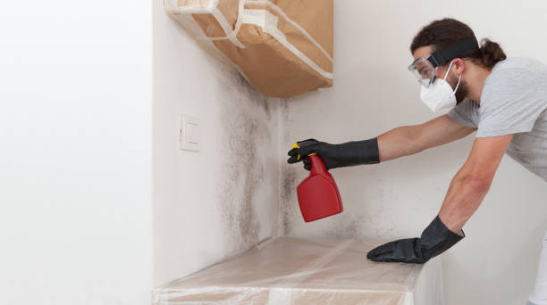 Professional Black Mold Removal technician working in Lake Forest, IL
