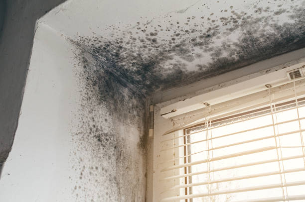 Affordable Black Mold Removal solutions in Lake Forest, IL